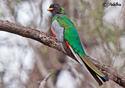 Trogon elegans